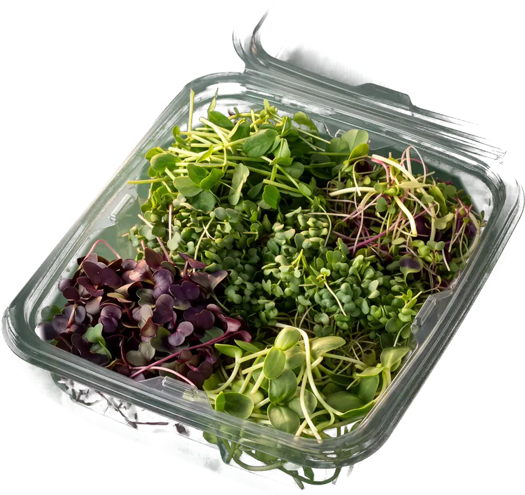 An open Sidra Super Pack: red radish, broccoli, sunflower and pea shoot microgreens side by side in one clear box