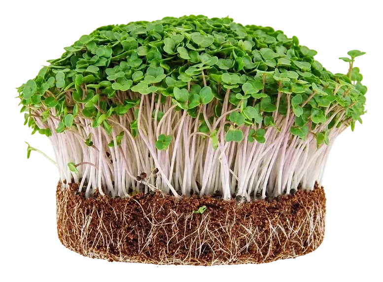 Broccoli microgreens: bright green leaves on crisp ivory stems
