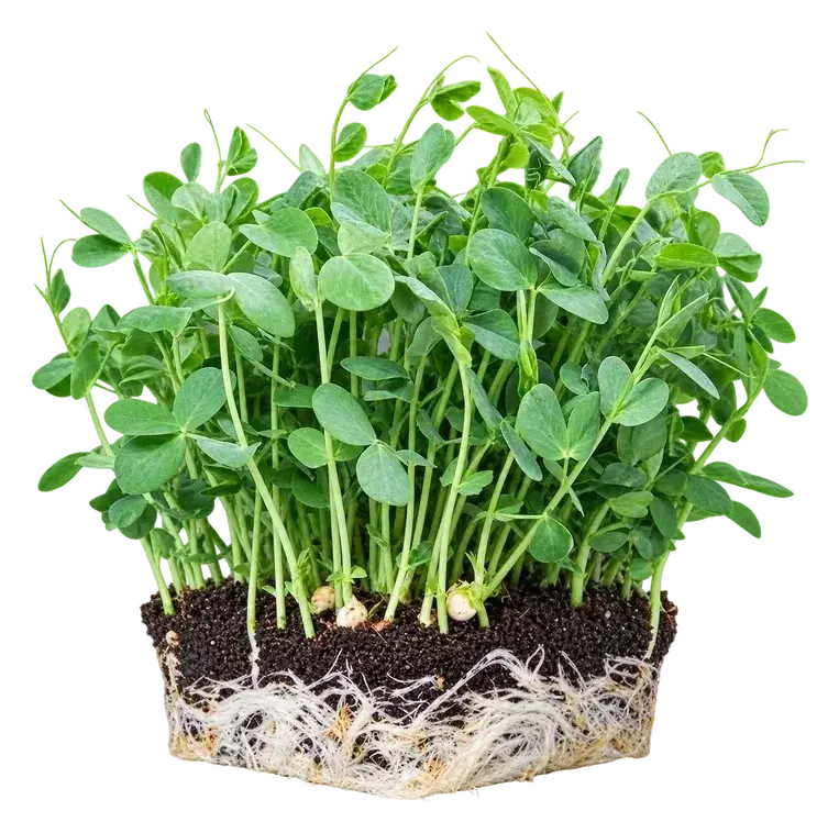 Pea shoots: soft green leaves and tendrils on snappy stems