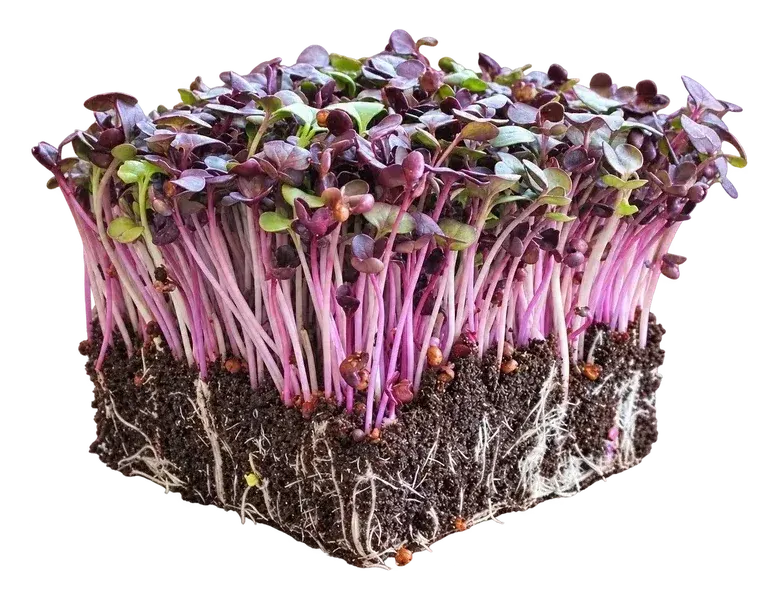 Red radish microgreens: green and burgundy leaves on bright magenta stems