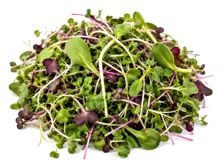 The Savory Mix: broccoli, red radish, sunflower, purple kohlrabi and brown mustard microgreens, mixed
