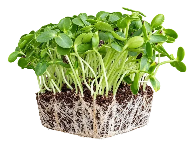 Sunflower microgreens: broad deep green leaves on thick pale stems