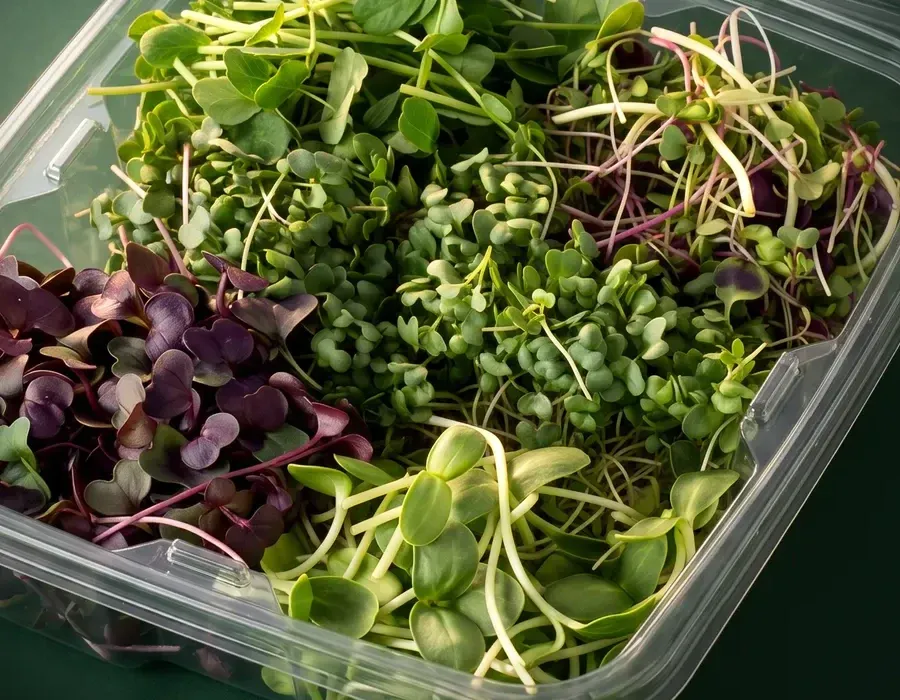 Inside a Super Pack: broccoli, red radish, sunflower and pea shoots side by side