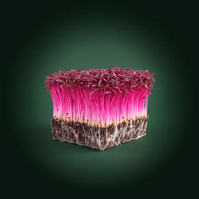 Red amaranth microgreens with magenta stems, one of the 23 greens in the Chef's Collection